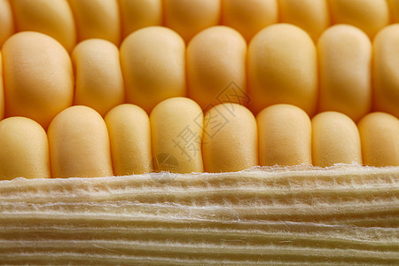 金金谷玉米粮食饮食营养蔬菜收成农业棒子面爆米花食物图片