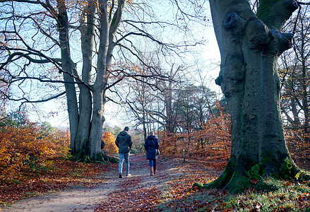 一对夫妇在霍兰奥勒支附近的秋天森林中行走女性乐趣阳光树叶季节女士树木幸福闲暇男性图片