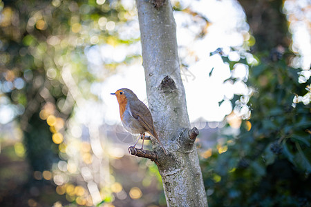 站在一棵树的小枝旁的猛禽红色羽毛世界野生动物橙子环境阳光翅膀观鸟花园图片
