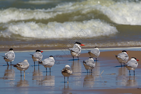 里海 Tern Flock动物航班翅膀鸟类海岸海滩海鸟观鸟环境野生动物图片