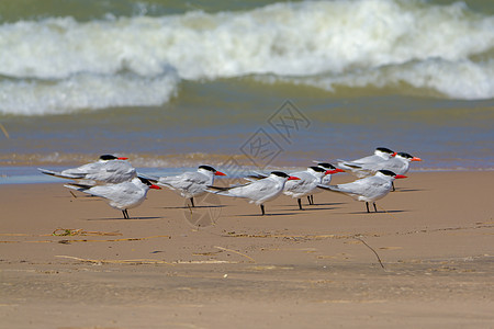 里海 Tern Flock环境翅膀海滩观鸟鸟类海鸟海岸动物群野生动物动物图片