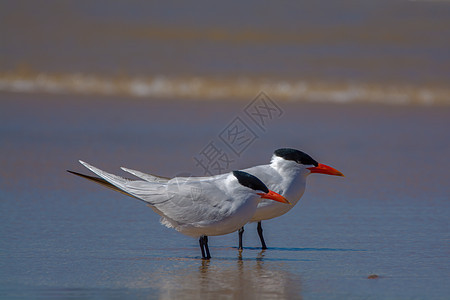 里海 Tern Flock动物翅膀海岸观鸟动物群鸟类环境野生动物海滩海鸟图片