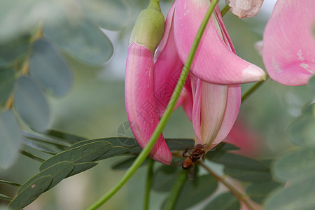 粉红图里花的近视图像纤维植物学生长大花草本植物食物热带花瓣植物植物群图片