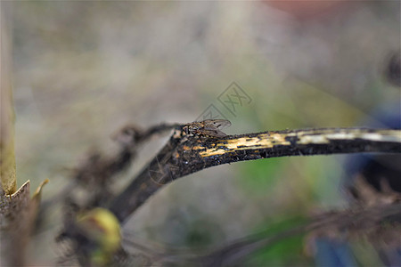 在干番茄尾巴上 紧贴一只苍蝇昆虫动物群黑色植物学动物季节植物荒野花园图片