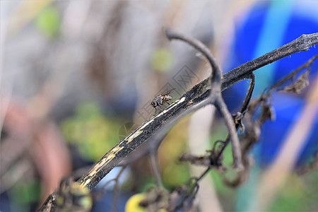 在干番茄尾巴上 紧贴一只苍蝇花园植物荒野动物植物学季节动物群昆虫黑色图片