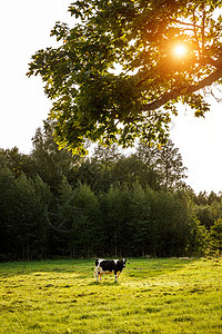 牛在草地上 日落的光芒动物树木村庄牛肉牧场农业奶制品树篱国家土地图片