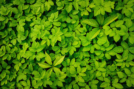 绿叶背景 动力纹理生长木头天线装饰衬套植物植物群高架环境风格图片