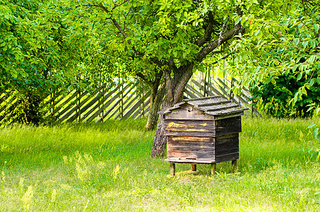 蜂蜜和蜜蜂在蜂蜜农场里 花园里非常古老 历史的蜂蜜图片