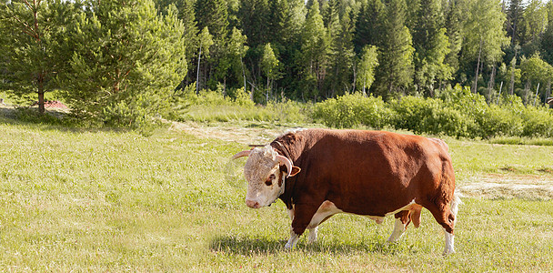 公牛 2021 年的象征 十二生肖金牛座 横幅 鼻环上的大公牛 威风凛凛地站在一片郁郁葱葱的夏日草地上 一头奶牛在绿色的草地上吃图片
