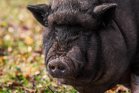 大越南黑猪 在外面贴上画像猪肉野生动物公猪荒野动物家畜农业生物小猪獠牙图片