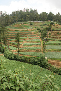 斯里兰卡茶叶种植园 有梯田的茶叶灌木丛山阳台绿色高地财产农场旅行叶子商业热带植物背景图片