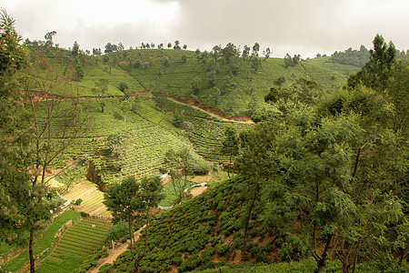 斯里兰卡茶叶种植园 有梯田的茶叶灌木丛山商业绿色栽培农业热带旅行乡村农场高地阳台图片