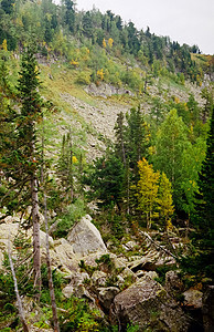 Altai 森林和山区的秋天自然山脉远足旅游季节蓝色树木阳光顶峰环境天空图片