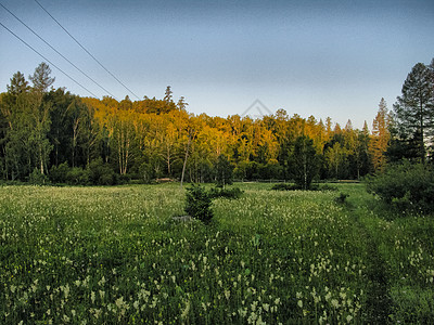 Altai森林的绿边缘 森林旁的草坪蓝色山腰荒野天空旅游松树树木农村地区山景背景图片