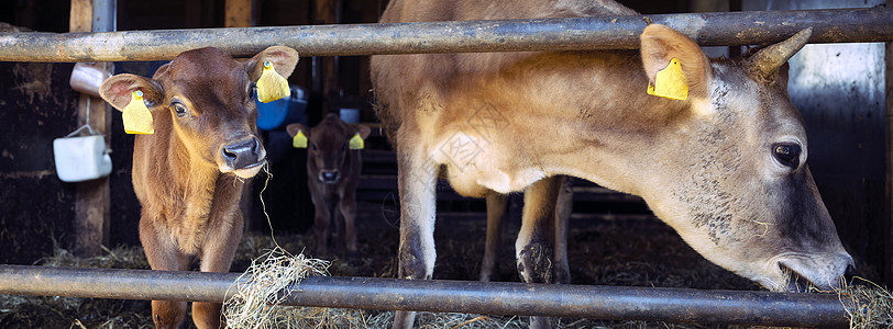 露天稳定在有机农场的露天养牛和小牛图片