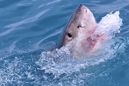 南非甘斯巴伊大白鲨动物捕食者动物学观鲨荒野生态旅游生物学鲨鱼肉食性生态图片