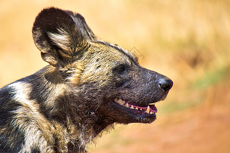 南非非洲野狗 Rhino和狮子自然保留地图片