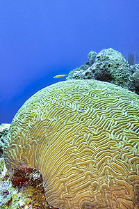 脑珊瑚 珊瑚礁 青年岛 古巴海上生活旅游海洋生物动物学潜水息肉行为生物学环境生态图片