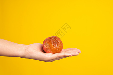 一只雌性手拿着一个腐烂的苹果 黄底有虫子食物老化宏观皱纹皮肤模具衰变厌恶水果图片