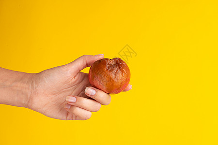 一只雌性手拿着一个腐烂的苹果 黄底有虫子厌恶皱纹水果宏观老化衰变模具食物皮肤图片