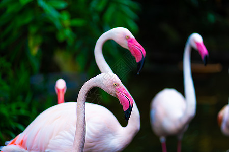 动物园池塘中的粉红火烈鸟羽毛公园异国情调野生动物蓝色动物脖子翅膀动物群图片
