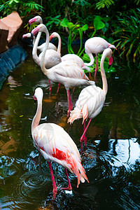 动物园池塘中的粉红火烈鸟动物群鸟类异国团体蓝色动物公园热带国家情调图片