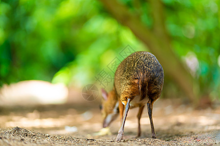 Kanchil 是一只来自热带的神奇可爱的小鹿 鼠鹿是最不寻常的动物之一 偶蹄鼠老鼠尾巴国家公园耳蜗季节男性荒野林地哺乳动物图片