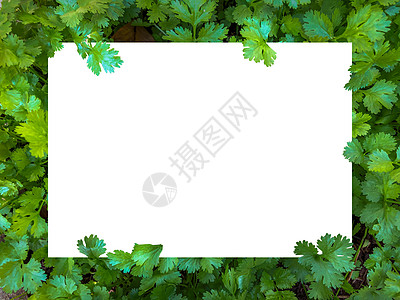 在植物和花朵中 Flat用白色的背面躺下床单环境绘画邀请函框架卡片落叶热带叶子丛林图片