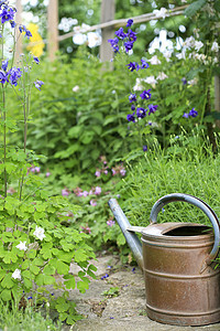 古老的生锈水池 在花园脚下工作薰衣草小路金属植物闲暇花坛园艺喷壶绿色图片
