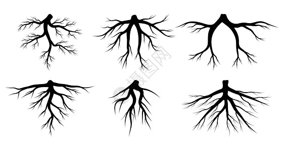 根矢量设置为白色背景上孤立的根矢量 树根系统图片