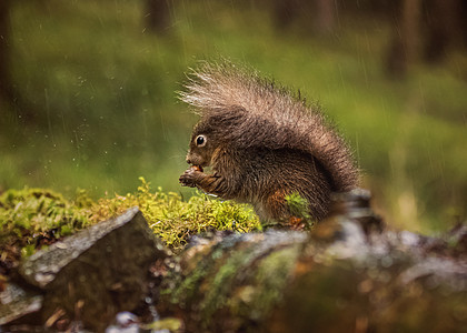 红松鼠在下雨时躲在自己的尾巴下毛皮眼睛森林淋浴林地哺乳动物公园濒危荒野栖息地图片
