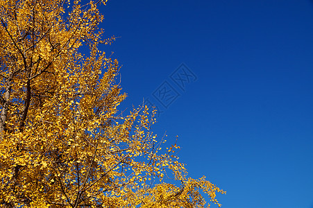 一个黄色秋树 其背景是晴凉的天空 复制空间图片