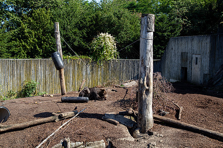 哥本哈根动物园棕熊吸引力公园动物学动物园野生动物哺乳动物旅游游客动物栅栏图片