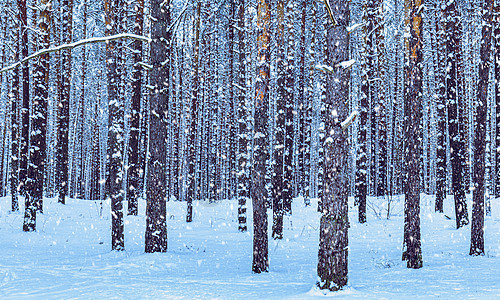 寒冬阴云天的松林下雪 树干上满是雪针叶树松树暴风雪降雪林地白色天气森林木头季节图片