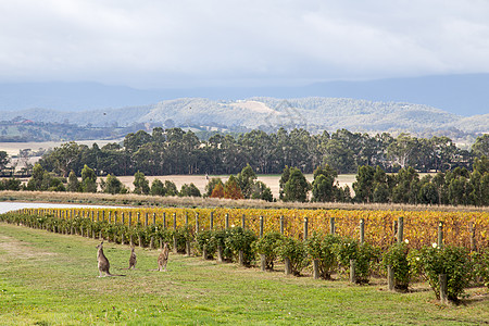 澳大利亚维多利亚州酒庄动物藤蔓乡村爬坡香槟旅行风景旅游农业图片