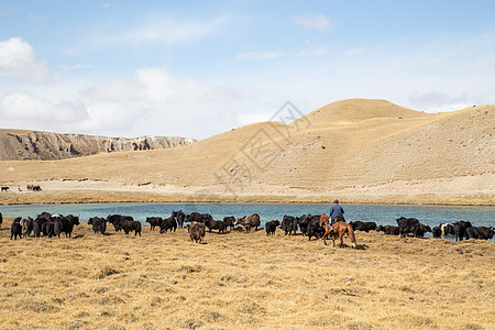吉尔吉斯斯坦的亚克放牧草原沙漠家畜骑士农业游牧民族骑术牧场风景牦牛图片