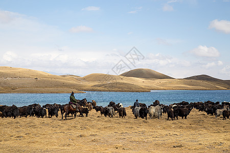吉尔吉斯斯坦南部的Yak牧羊人图片