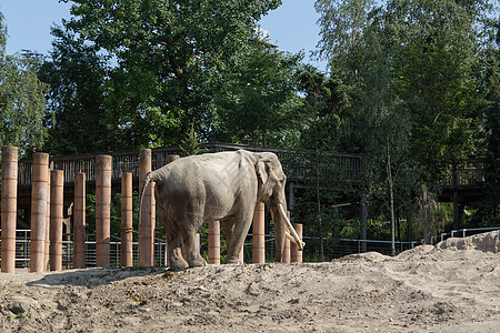 哥本哈根动物园大象国家厚皮家庭力量哺乳动物环境象牙花园动物园动物图片
