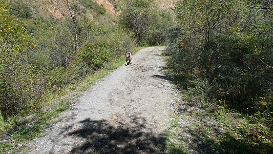 一条大狗沿着这条路跑树木犬类灌木丛荒野宠物峡谷斗牛犬森林黑色阴影图片