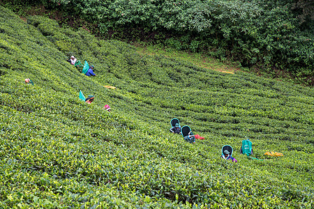 斯里兰卡茶叶种植园工人商业衬套劳动财产旅行工作场地植物女性农业图片