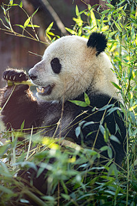 哥本哈根动物园熊猫食草花园动物园野生动物皮肤动物公园大熊猫游客旅游图片