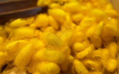 黄色泰国丝虫councons 西里辛和纤维素蛋白酸织物旋转胶原金子昆虫工艺皮肤润肤材料生物图片