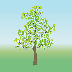 Ginkgo 树绿色季节插图分脉扇形白色环境植物生长银杏叶图片