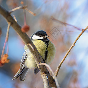 鸟顶坐在树枝上阳光山雀蓝色翅膀枝条羽毛鸟类动物森林荒野图片