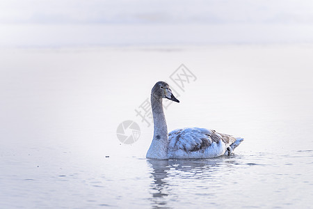 天鹅在水上游泳蓝色野生动物鸟类荒野水禽羽毛白色鸭子反射池塘图片