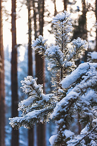 森林背景上的白雪覆盖的温泉图片