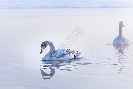 天鹅在水上游泳羽毛鸭子荒野鸟类反射蓝色池塘白色水禽野生动物图片
