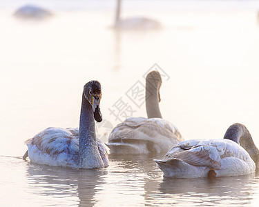 天鹅在水上游泳水禽白色池塘野生动物反射蓝色鸟类鸭子荒野羽毛图片