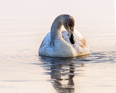 天鹅在水上游泳池塘反射鸟类蓝色羽毛鸭子荒野野生动物白色水禽图片