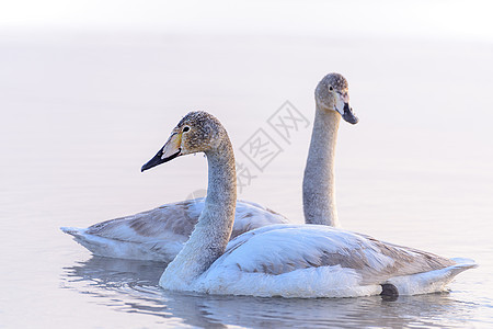 天鹅在水上游泳羽毛水禽鸭子野生动物荒野反射蓝色池塘白色鸟类图片